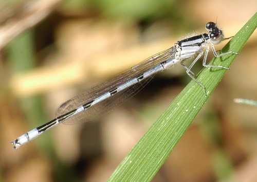 Male, immature
2005_04_14_Floyd